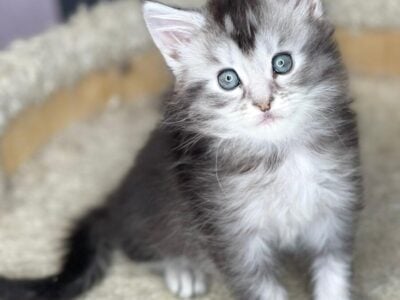 Maine Coon kittens ready to join your family