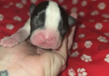 Boston Terrier Puppies