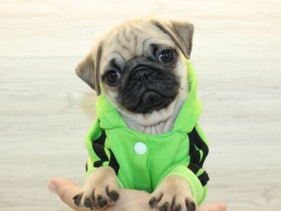 Tiny Pug Puppies For Sale
