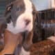GHOST needs a new loving home