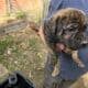 American Bulldog German Shepard puppies
