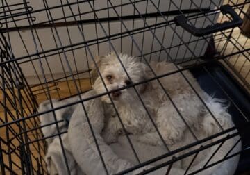 Toby – Shih Tzu