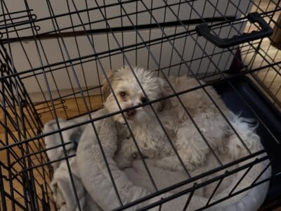 Toby – Shih Tzu