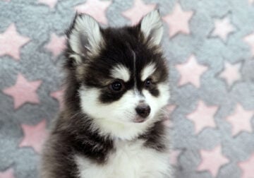 ICA Reg Pomsky MaleT OY “Liam” Evaluated Excellen