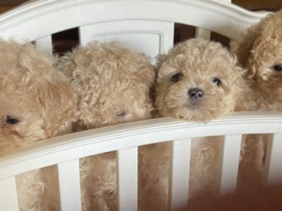ACA Registered Miniature Poodle Puppies