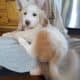 Male pyrenees puppies