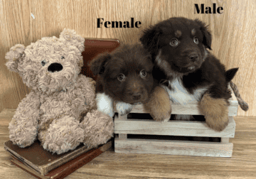 Pure Bred Australian Shepherd Puppies