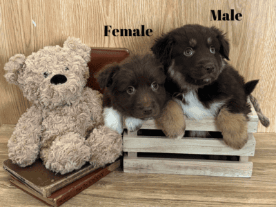 Pure Bred Australian Shepherd Puppies