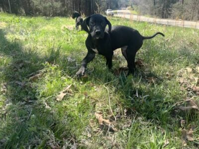 Great Dane puppies