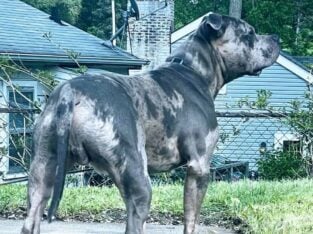 American Bully Puppies for sale