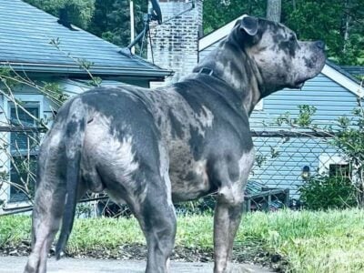 American Bully Puppies for sale