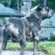 American Bully Puppies for sale