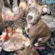 Blue nose Pitbull puppies looking for forever home