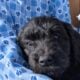 Golden Doodles F1 Standard