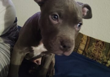 Looking to re-home to blue pit bull puppies