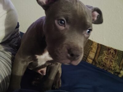 Looking to re-home to blue pit bull puppies