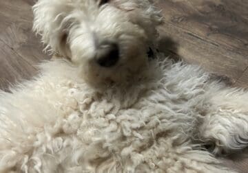Goldendoodle