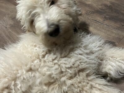 Goldendoodle