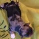 MERLE MORKIES AND YORKIES