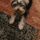 Puppies