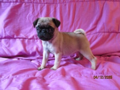 Adorable pug pups, vet checked, ready to go