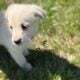Great Pyrenees/Golden retriever puppies