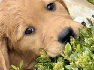 Ms. Yellow – 9 week old AKC Golden Girl
