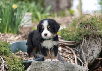 🐾 MEET SCHATZ – TINY AKC BERNESE MOUNTAIN DOG