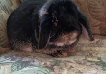 Holland Lop Black Otter -Male
