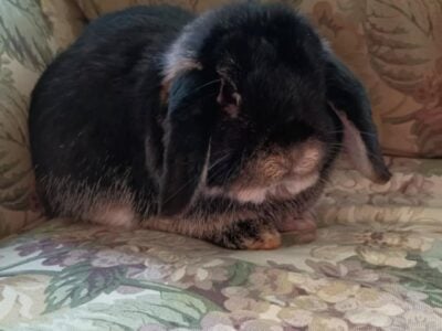 Holland Lop Black Otter -Male