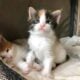 Maine coons