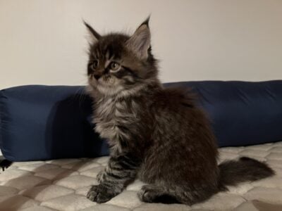 Maine Coon Bars