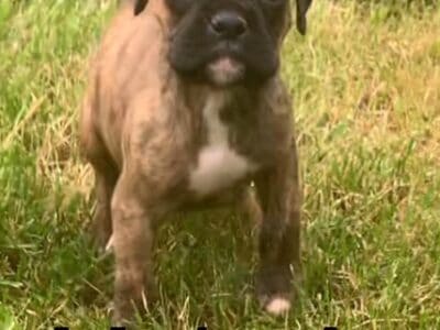 AKC Male Brindle Boxer Puppy A