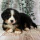 Honey – AKC Bernese Mountain Dog Puppy