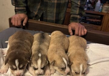 Siberian Husky puppies for sale