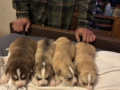 Siberian Husky puppies for sale