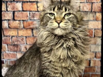 Older Maine Coon kittens