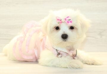 Gorgeous Maltese Puppy For Sale