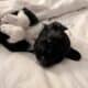5 Miniature Aussiedoodle puppies