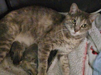 Kittens for sale