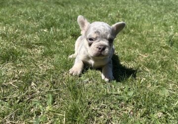 AKC French Bulldog Lilac & Tans & Merles