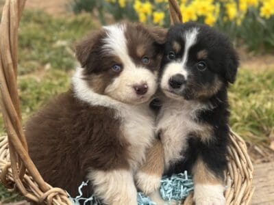 Beautiful AKC Australian Shepherd Puppies