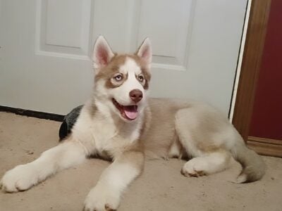Siberian Husky Pups🌹💓