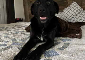 Free- black lab mix