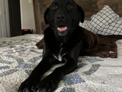 Free- black lab mix
