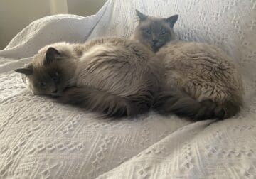 Sibling Bluepoint siamese
