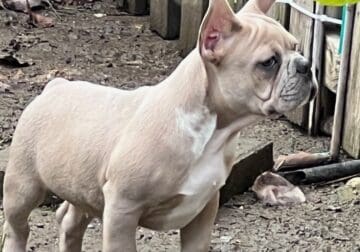 French BullDog Puppies