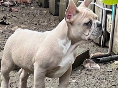 French BullDog Puppies