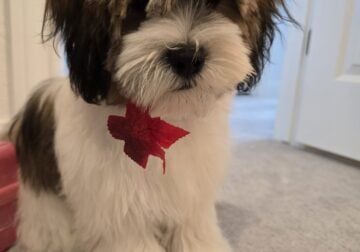 Adorable Shihtzu