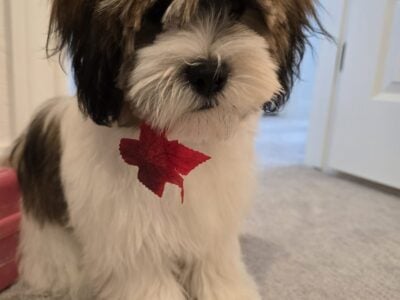 Adorable Shihtzu